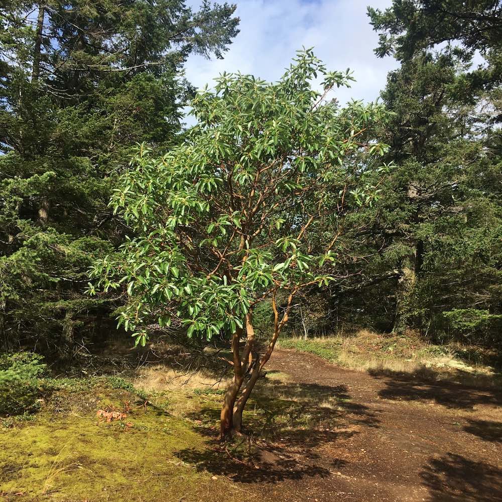 Madrona tree